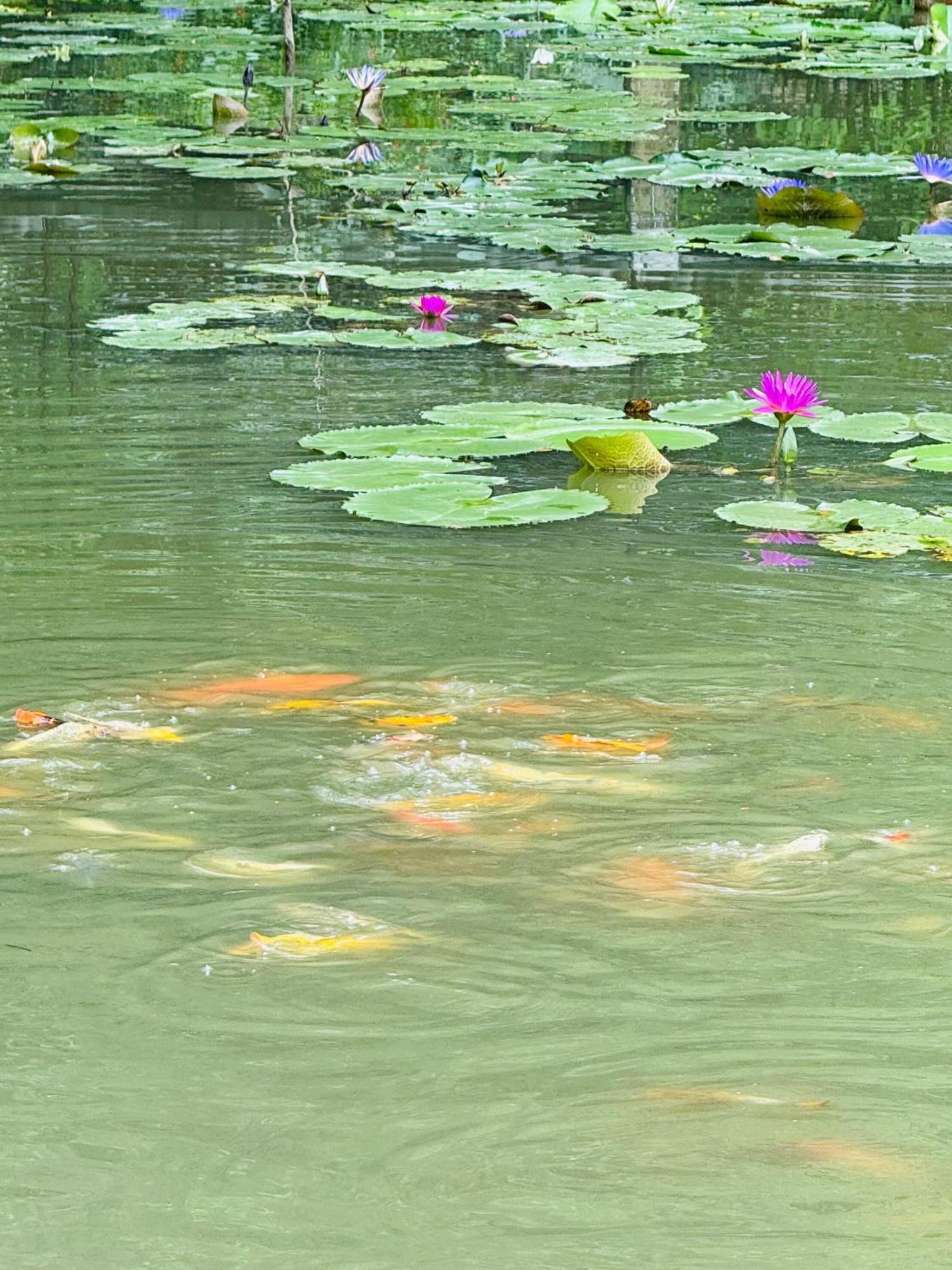Green Valley Homestay - Thung Lung Xanh Nguyen Ngoai Buitenkant foto